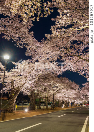 夜の森公園の桜 _ 夜の森桜トンネル 観光 : 夜の森桜まつり 2024 – ZXTDV