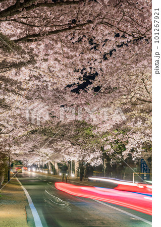 （福島県富岡町）夜の森公園・桜トンネル　ライトアップ 101267921