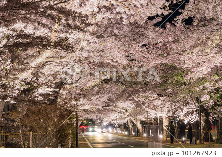 (福島県富岡町)夜の森公園・桜トンネル ライトアップ (福島県富岡町)夜の森公園・桜トンネル ライトアップ 101267923