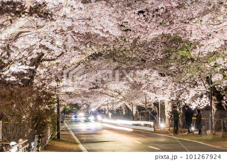 (福島県富岡町)夜の森公園・桜トンネル ライトアップ (福島県富岡町)夜の森公園・桜トンネル ライトアップ 101267924