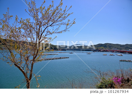 《三重県》鳥羽市浦村町 生浦湾に架かるパールロード麻生の浦大橋 《三重県》鳥羽市浦村町 生浦湾に架かるパールロード麻生の浦大橋 101267934