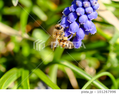 ムスカリの蜜を吸うミツバチ ムスカリの蜜を吸うミツバチ 101267996