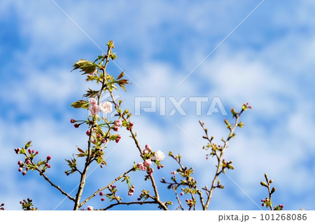八重桜と青空 101268086