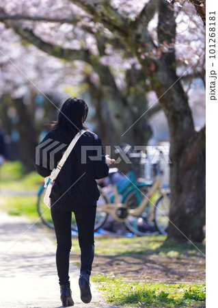 桜を見ながら歩く女性 101268181