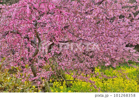 菜の花と河津桜と紅梅の競演 101268358