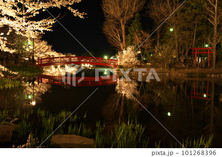 水面に映る夜桜と赤い橋 101268396
