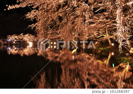 水面に映る夜桜 101268397