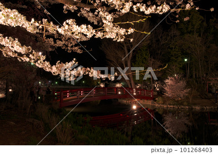 夜桜と水面に映る赤い橋 101268403