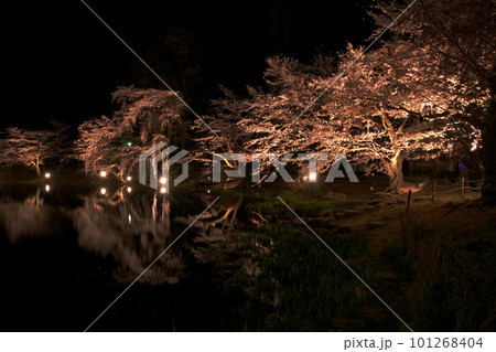 水面に映る夜桜 水面に映る夜桜 101268404
