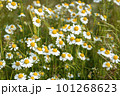 Blooming medicinal chamomile 101268623
