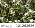 Blooming quince tree 101268626