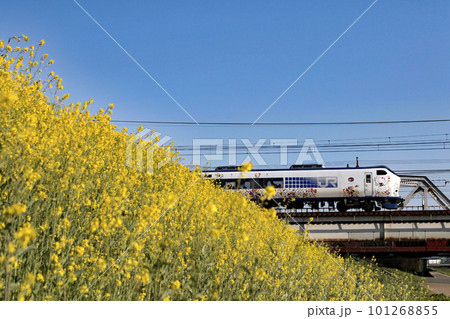 菜の花と特急はるか 101268855