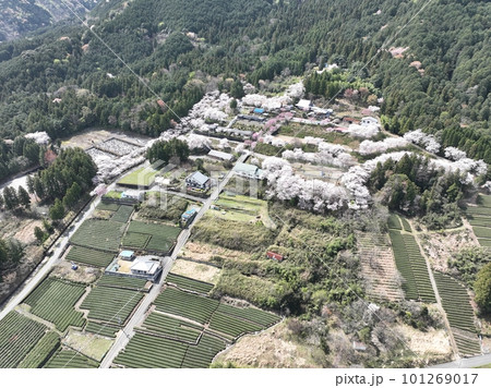岐阜県　池田町　湯華の郷付近の春の風景 101269017