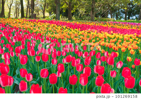 春の木曽三川公園センター、満開のチューリップ〈岐阜県海津市〉 101269158