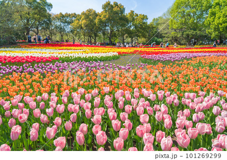 春の木曽三川公園センター、満開のチューリップ〈岐阜県海津市〉 101269299