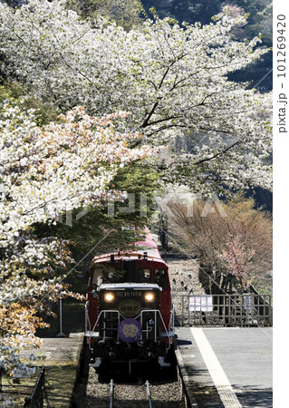 満開の桜を抜けて 満開の桜を抜けて 101269420