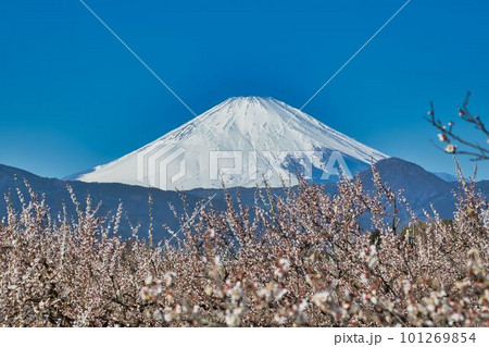 雪化粧の富士山と白梅 雪化粧の富士山と白梅 101269854