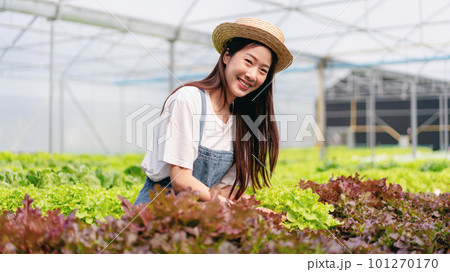 Woman smart farmer working and checking organic hydroponic vegetable quality in greenhouse plantation to management preparing export to sell 101270170