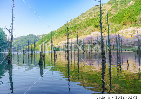 春が訪れた水没林(一の俣桜公園) 春が訪れた水没林(一の俣桜公園) 101270271