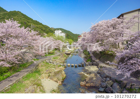 満開の桜が咲き誇る温泉街（長門湯本温泉） 101270272