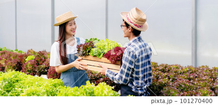 Two couple agribusiness owner farmer working and hoding organic hydroponic vegetable in basket to preparing export to sell 101270400
