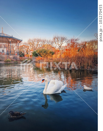 White swan and mandarin ducks floating on the lake in the park of Asnieres sur Seine city hall, France White swan and mandarin ducks floating on the lake in the park of Asnieres sur Seine city hall, France 101270455