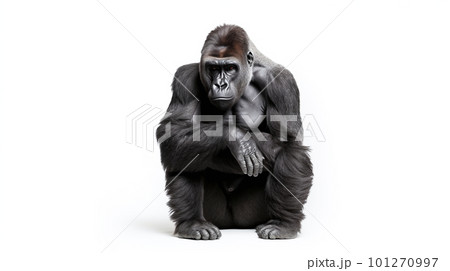 白背景のゴリラ 白背景のゴリラ 101270997