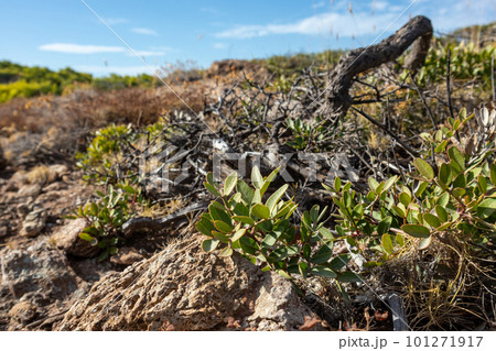 Dry bush branches and grass close in rural Greece Dry bush branches and grass close in rural Greece 101271917