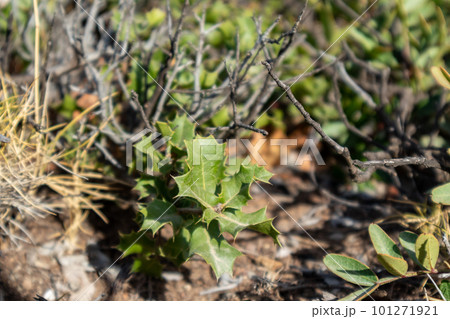 Quercus coccifera oak bush, sharp leaves in Greece Quercus coccifera oak bush, sharp leaves in Greece 101271921