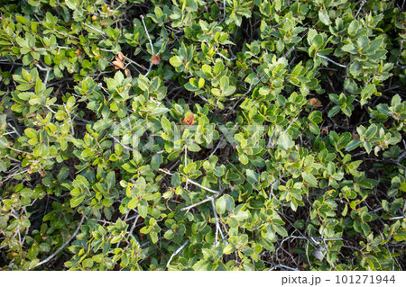 Quercus coccifera oak bush, sharp leaves in Greece Quercus coccifera oak bush, sharp leaves in Greece 101271944