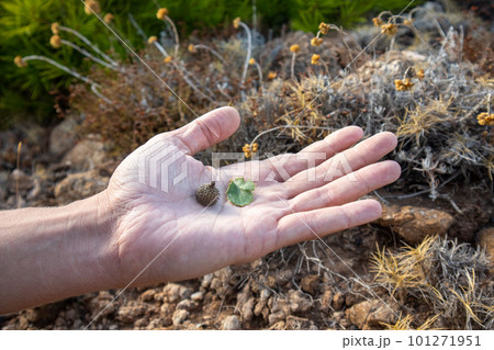 Quercus coccifera oak bush acorn on hand in Greece 101271951
