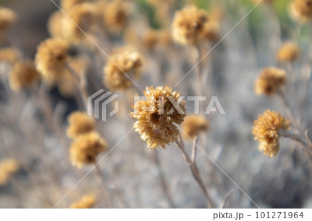 Wild Helichrysum arenarium grass on dry ground 101271964