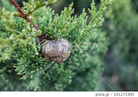 Green Juniperus excelsa fur and cone close-up 101271985