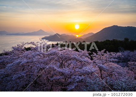 桜咲く開山公園から望む日の出 桜咲く開山公園から望む日の出 101272030