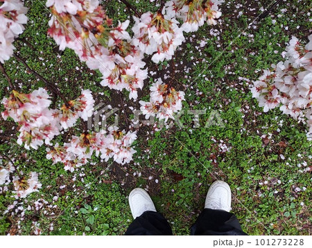 雨の中の散りゆく桜@砧公園 101273228