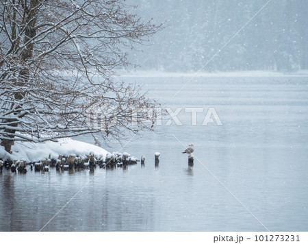 Early spring landscape with a beautiful lake and a tree above the water. Gray seagull is sitting on a stump on the lake in winter in a snowfall. Concept of the International Day of Birds. Copy space. 101273231