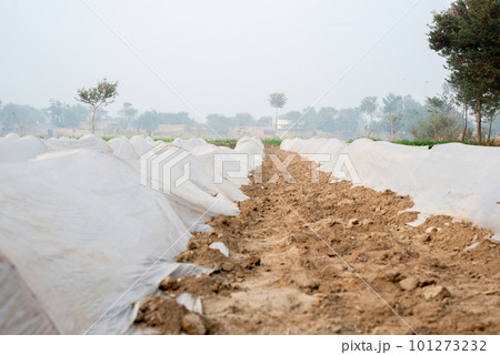 Cultivation of vegetables under low polyethylene tunnels. 101273232