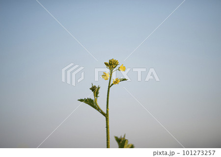 Young mustard plants are growing in the field. Young mustard plants are growing in the field. 101273257