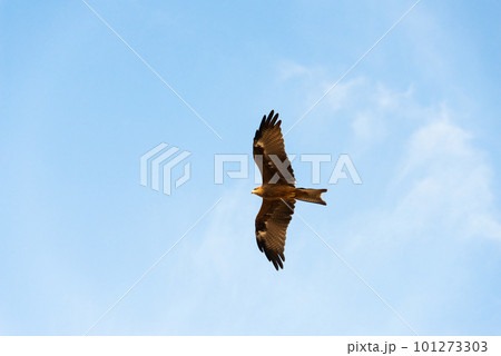 A hawk flying through the blue sky A hawk flying through the blue sky 101273303