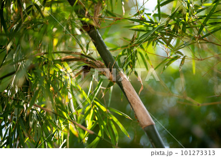 Green Bamboo plants in the forest. Green Bamboo plants in the forest. 101273313