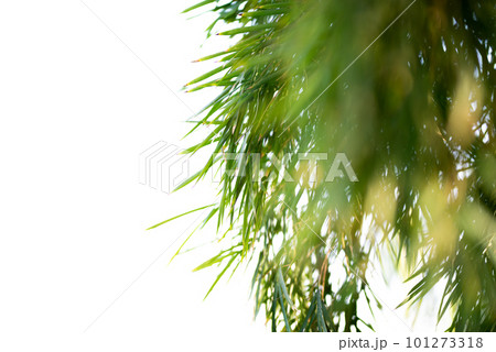 Green Bamboo plants in the forest. Green Bamboo plants in the forest. 101273318
