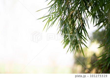 Green Bamboo plants in the forest. Green Bamboo plants in the forest. 101273319