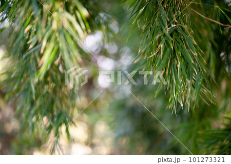 Green Bamboo plants in the forest. 101273321