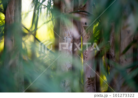 Green Bamboo plants in the forest. 101273322