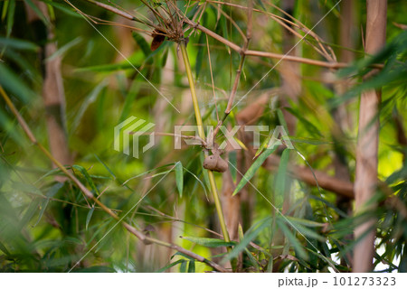 Green Bamboo plants in the forest. 101273323