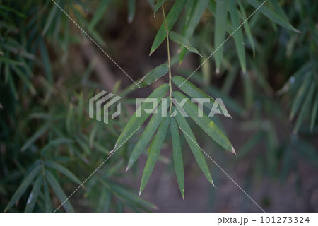 Green Bamboo plants in the forest. Green Bamboo plants in the forest. 101273324