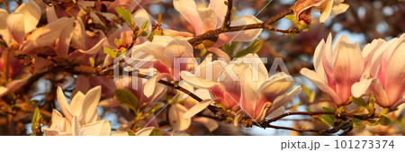 Blooming pink and white magnolia tree in spring 101273374