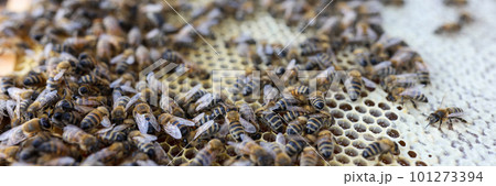 Frame with honey and bees, comb frame with bee family Frame with honey and bees, comb frame with bee family 101273394