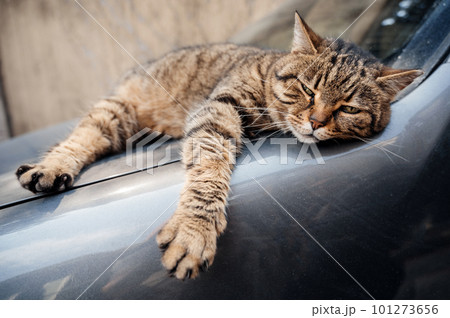 A street cat in Istanbul, Turkey A street cat in Istanbul, Turkey 101273656