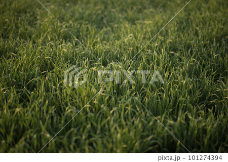 Young wheat plants growing on the soil, Amazingly beautiful endless fields of green wheat grass go far to the horizon. 101274394